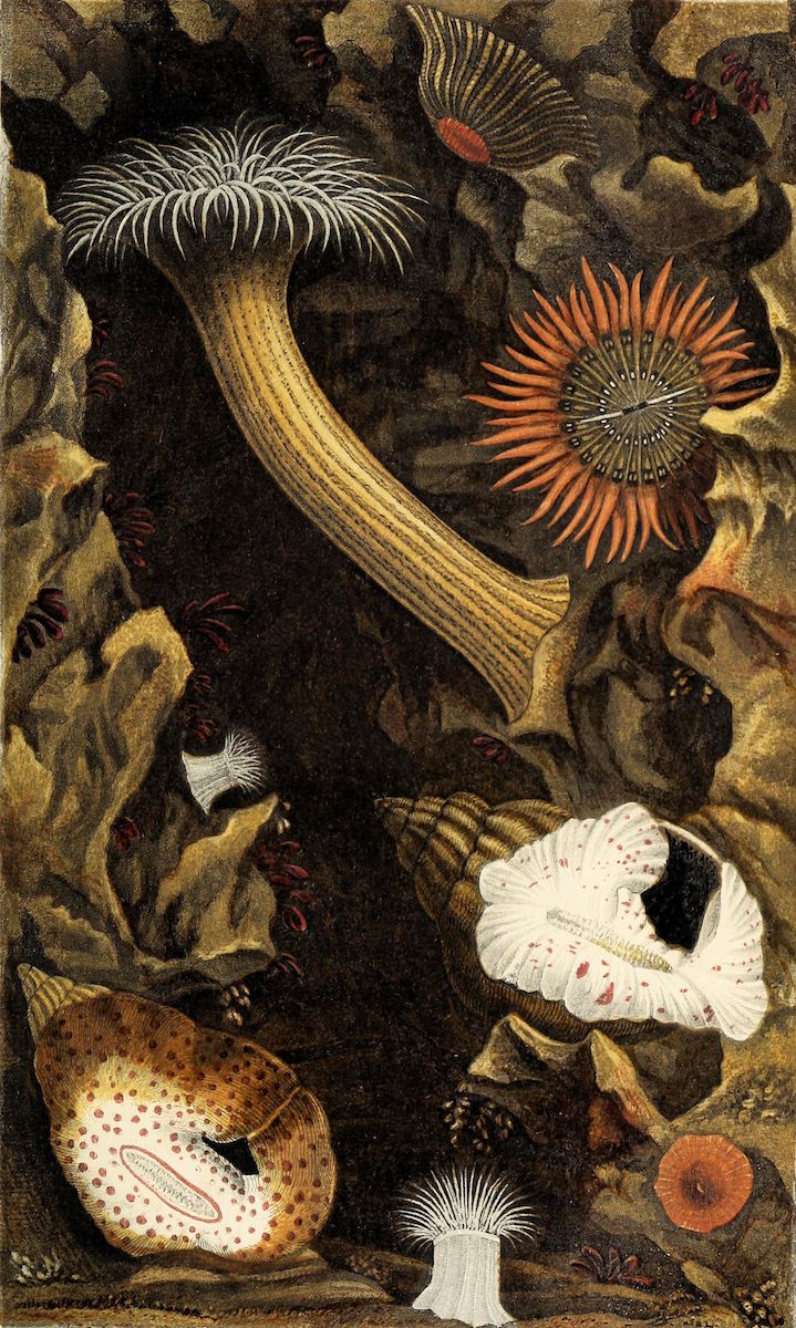 Vintage illustration of sea anemones, sea slug, and shells on a rocky seafloor.