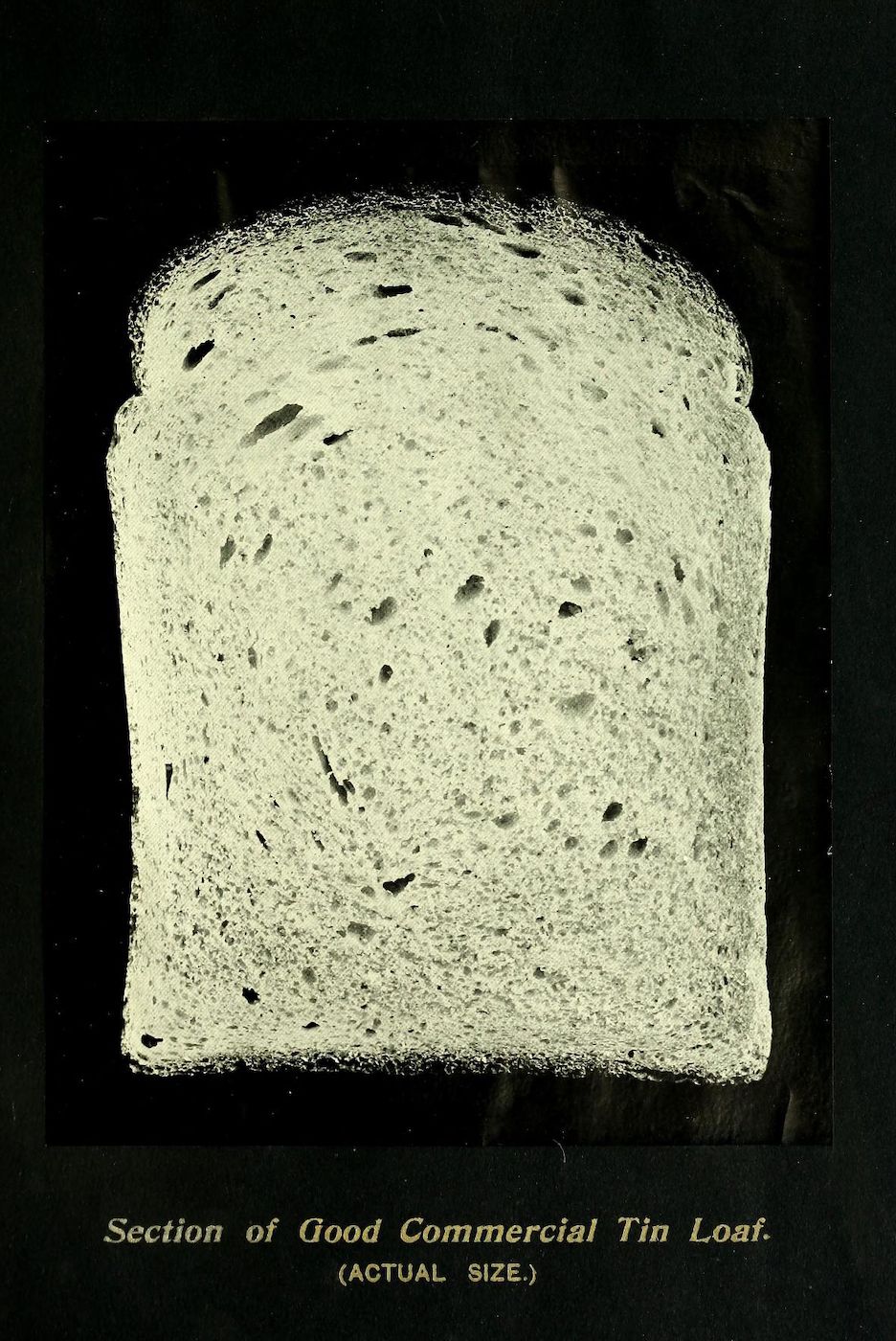 A vintage photograph of a slice of bread, showcasing its internal texture and crumb structure. The text below reads "Section of Good Commercial Tin Loaf. (ACTUAL SIZE.)"