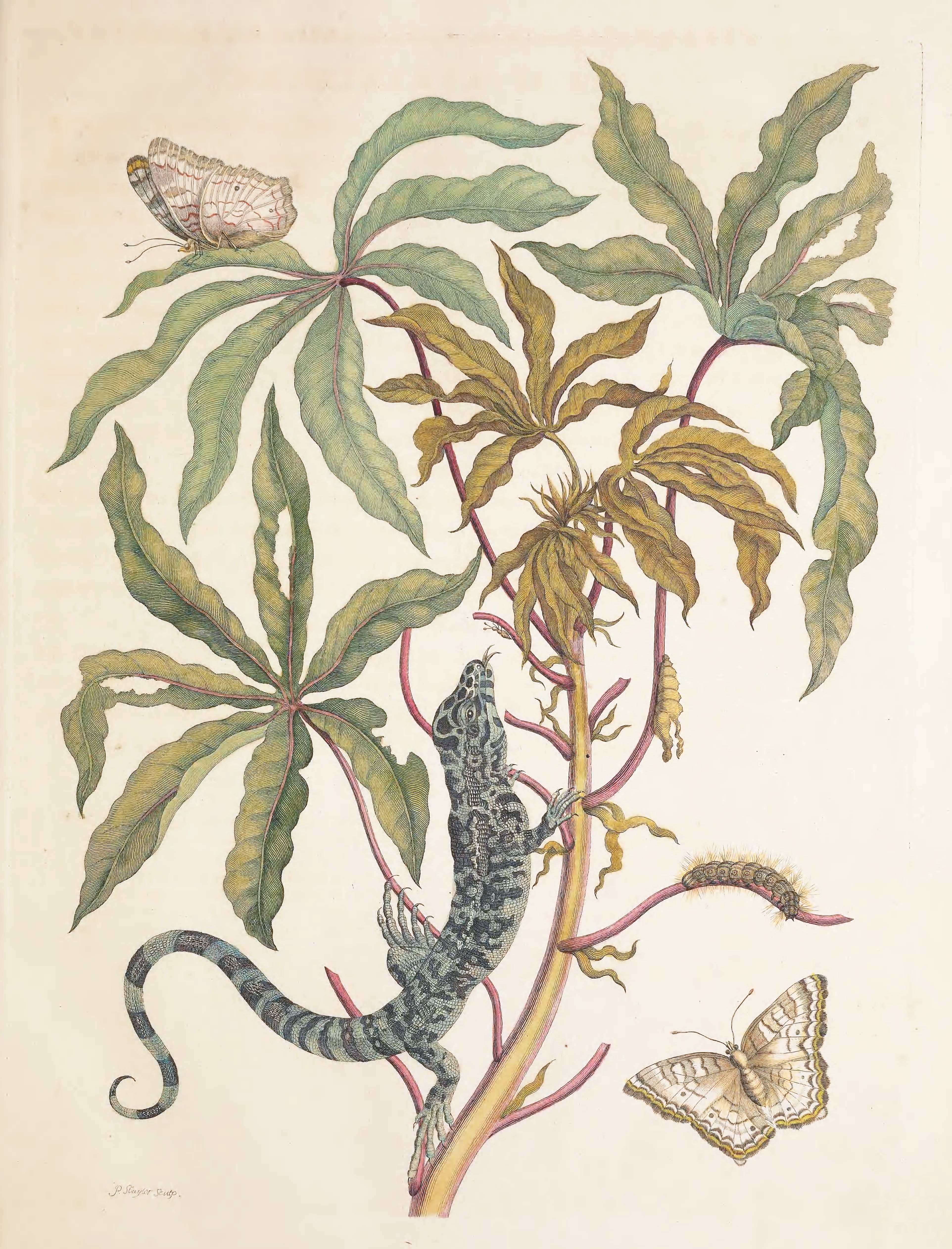 Vintage botanical illustration of a lizard on a plant with butterflies and a caterpillar.