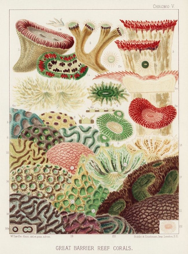 Vintage chromolithograph illustration of Great Barrier Reef corals, showcasing various species in vibrant colors and detailed patterns.