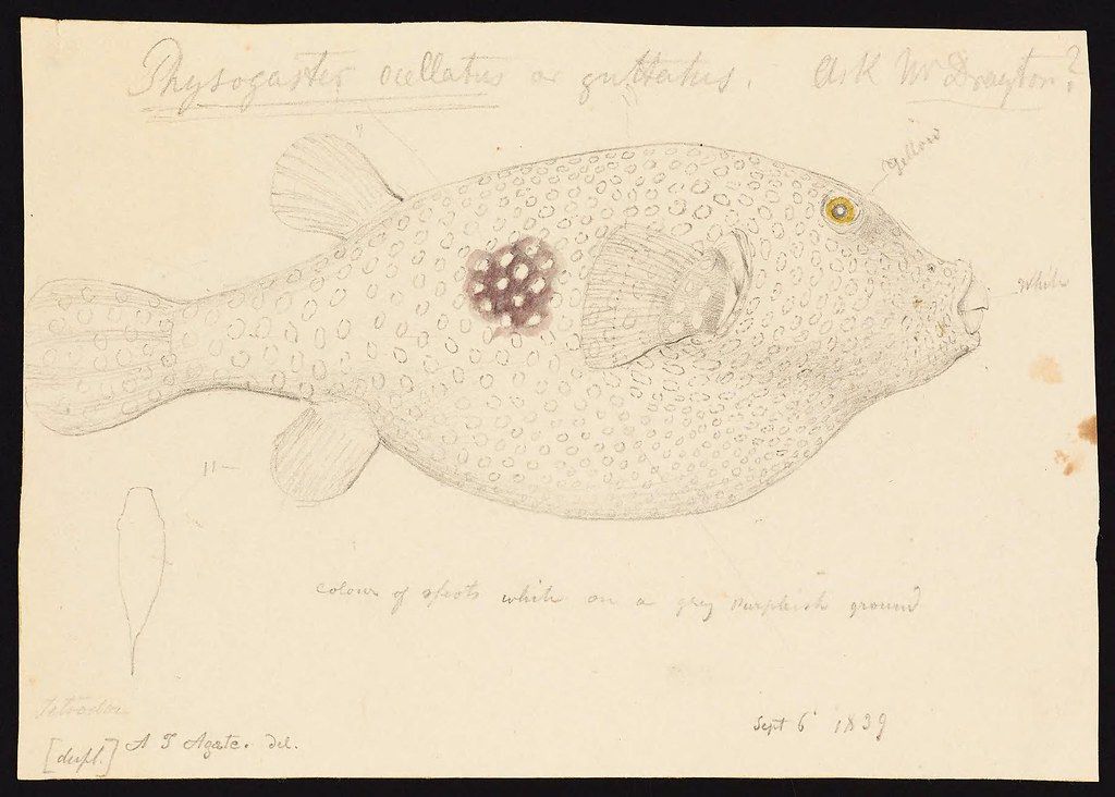 A vintage watercolor and ink drawing of a fish with purple spots, labeled with handwritten notes and dated September 6, 1839.