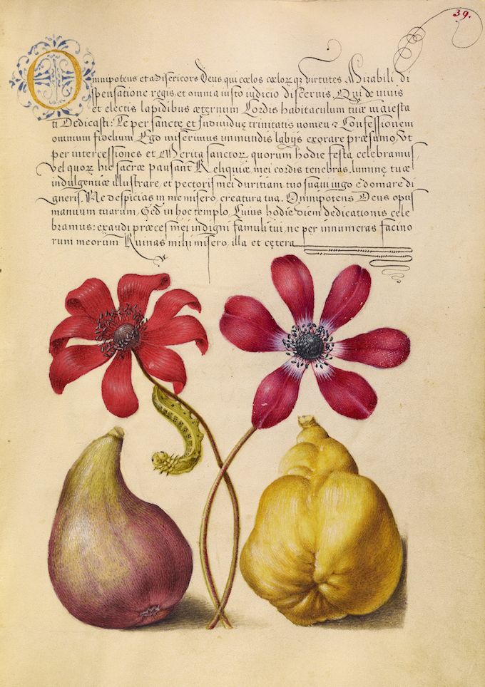 A historical manuscript page with a botanical illustration of red anemone flowers, a pear, and a quince.