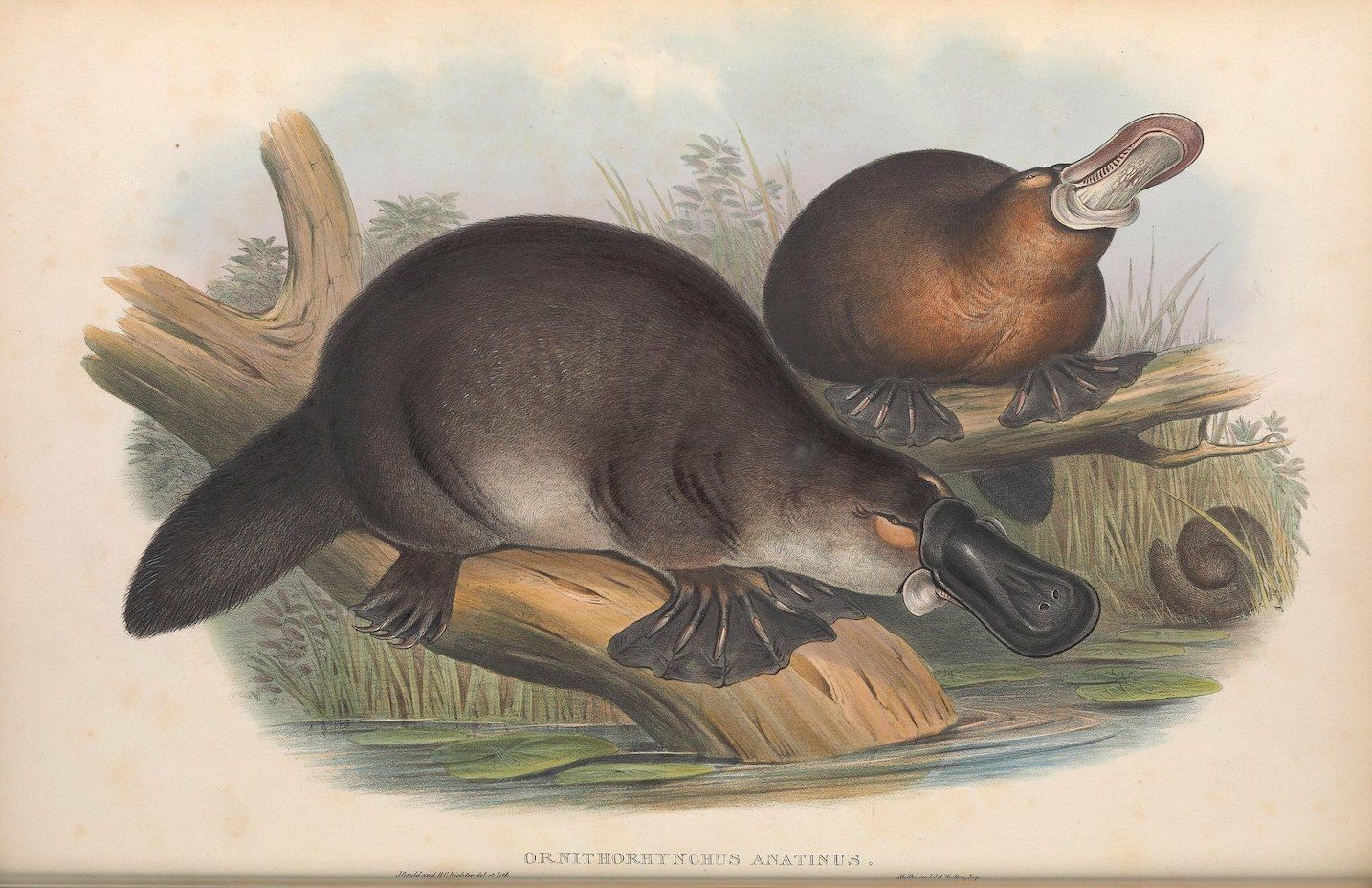Vintage illustration of two platypuses in a natural habitat.