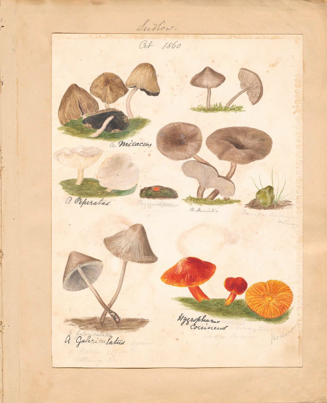 Vintage botanical illustration of mushrooms from October 1860, Sudlow.