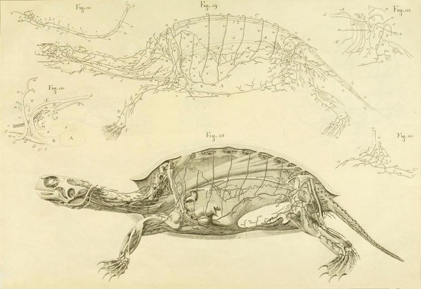 Vintage scientific illustration of a turtle's anatomy, showing internal organs, skeleton, and detailed labels.