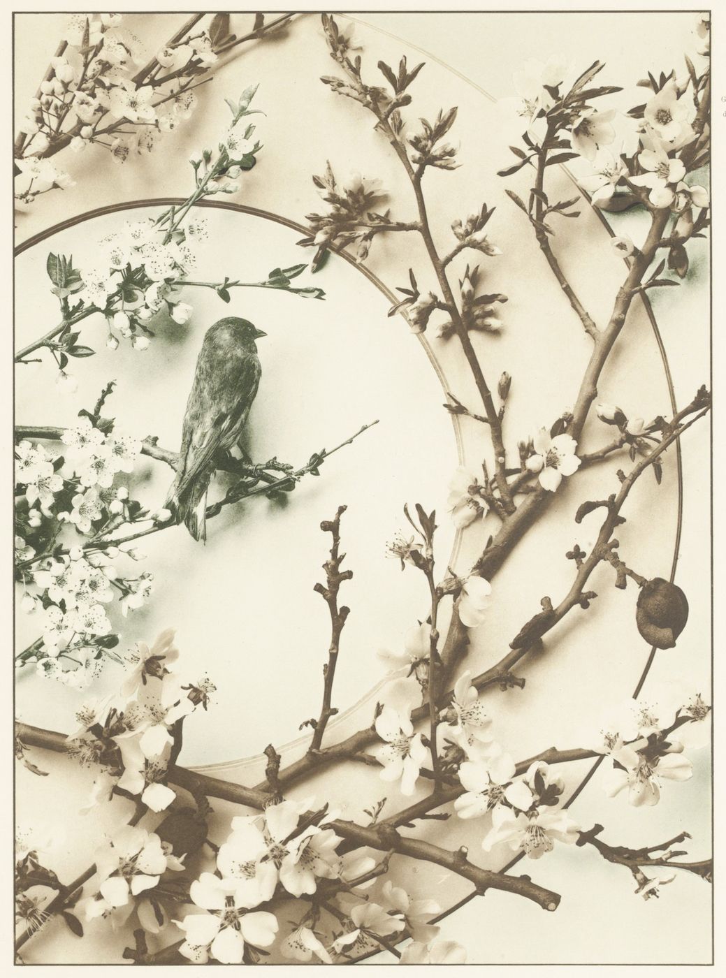 Vintage sepia-toned photograph of a small bird perched on a blossoming branch.