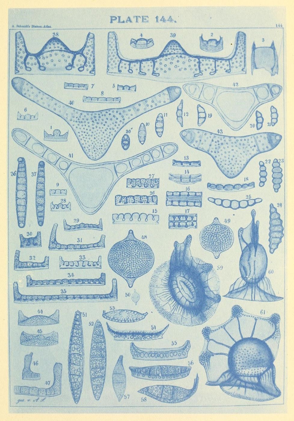 Vintage scientific plate with detailed blue illustrations of microscopic organisms like diatoms and radiolarians, each labeled with a number.