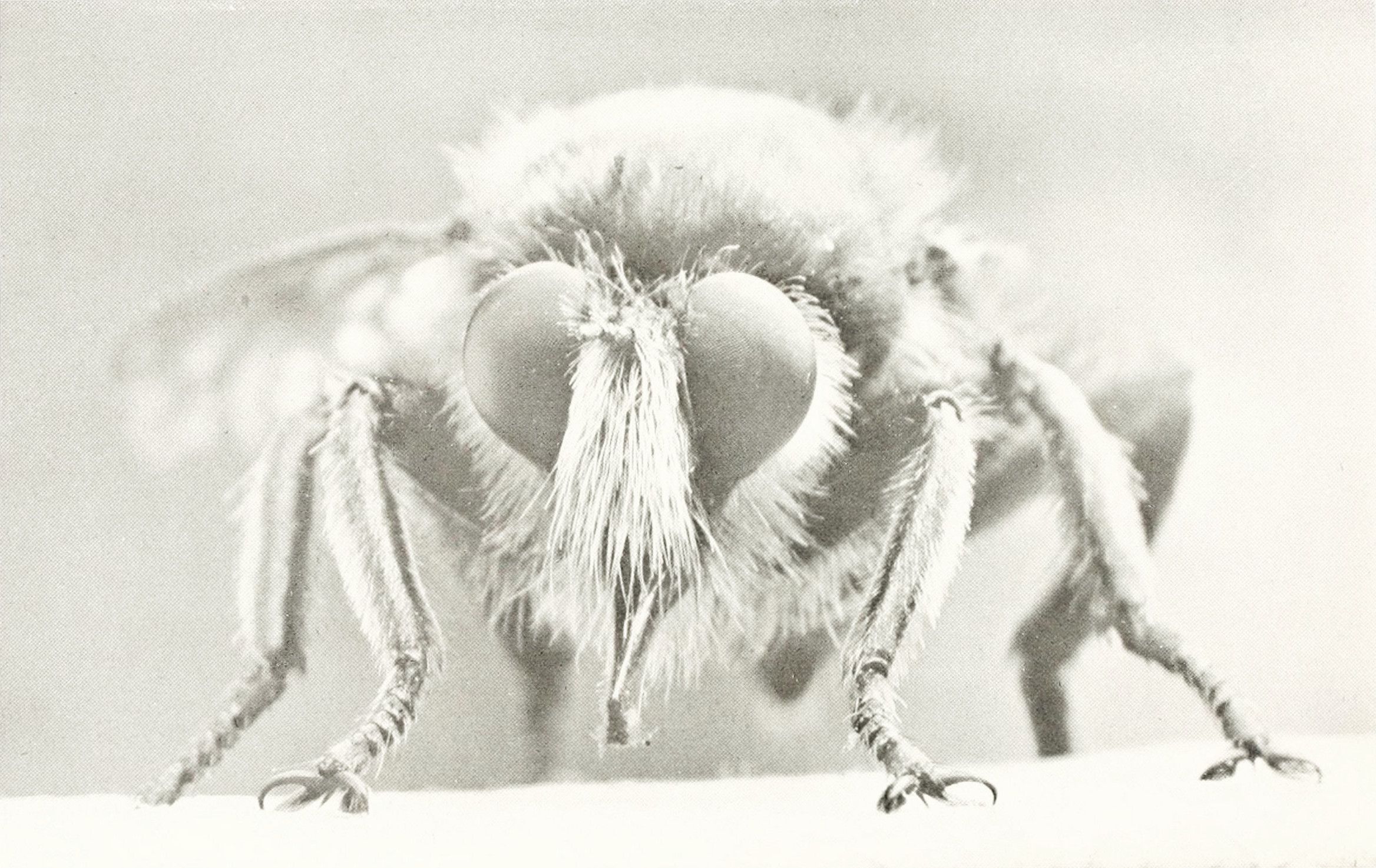 Close-up black and white image of a fly's head and legs, covered in dense hair-like structures.