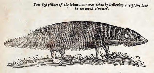 Vintage woodcut illustration of an ichneumon standing on the ground.