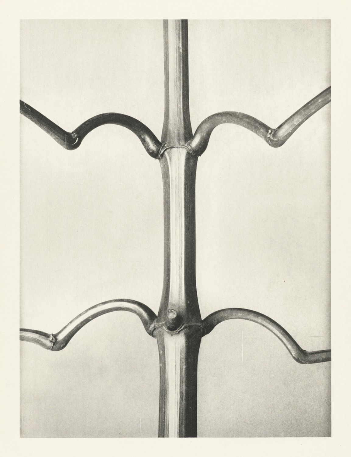 Close-up of a wrought iron structure with a central vertical bar and symmetrical, curved branches.