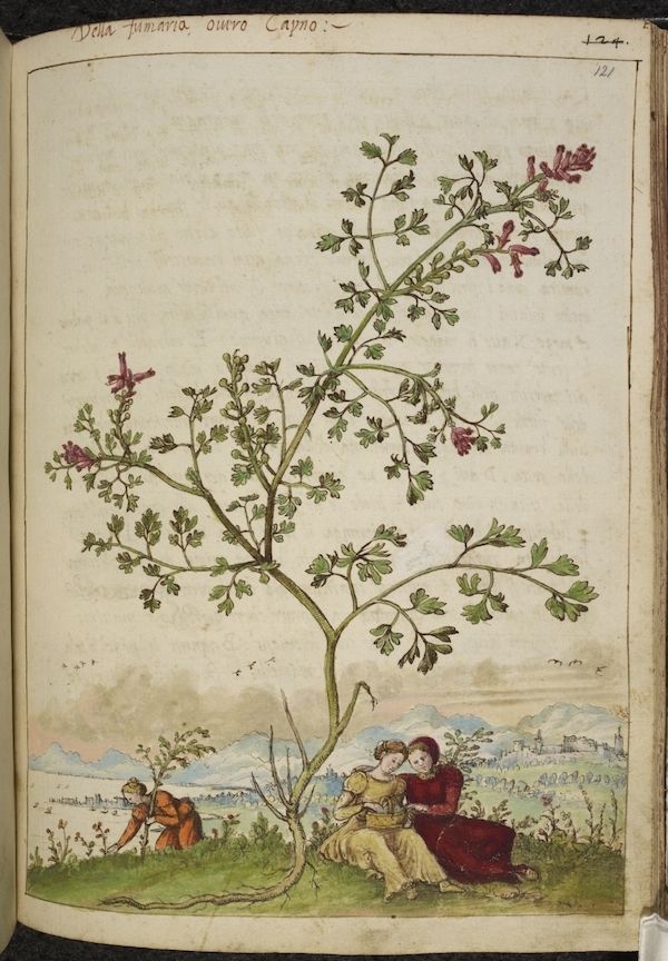 A page from an old book with a detailed illustration of a plant and a small scene of people in the background.