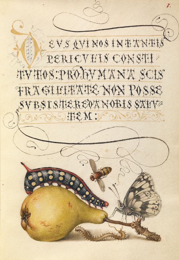 A detailed illustration from an antique manuscript featuring a pear, a caterpillar, a fly, and a butterfly, surrounded by ornate text and decorative flourishes.