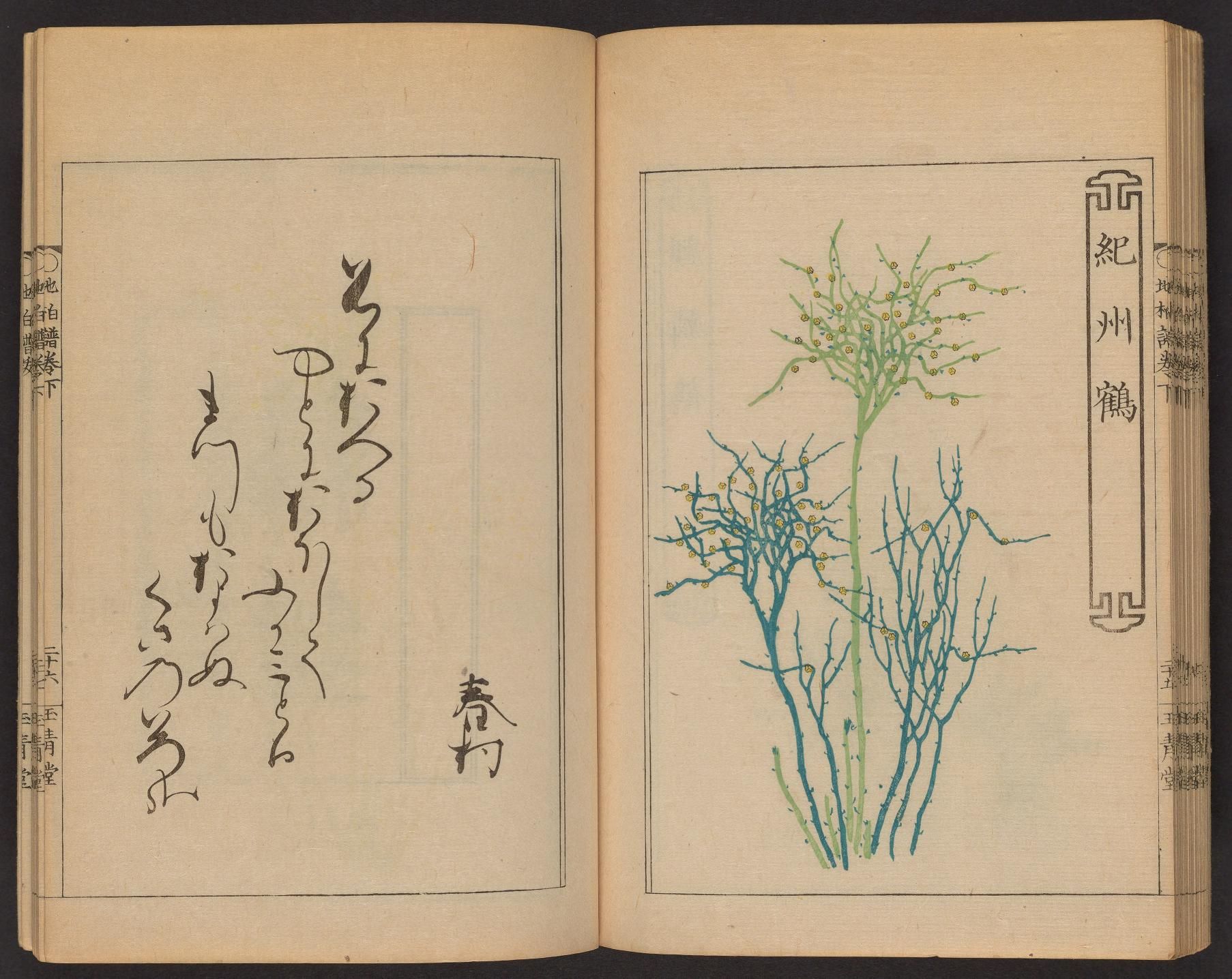 Open book with Japanese calligraphy and botanical illustration of a plant.