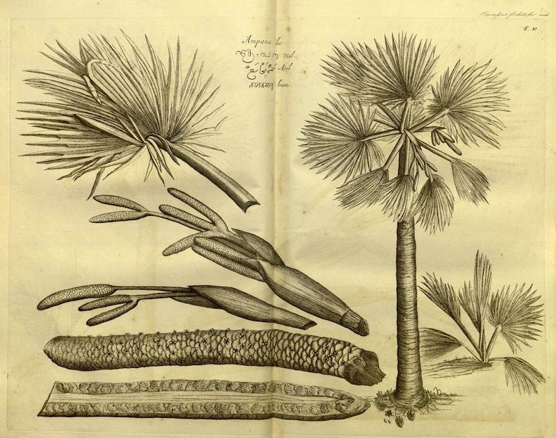Vintage botanical illustration of a palm tree with detailed depictions of its fronds, stem, and fruit, rendered in sepia tones on textured paper.