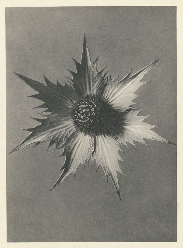 Close-up sepia-toned photograph of a thistle flower with sharp, spiky bracts radiating from a dark central head.