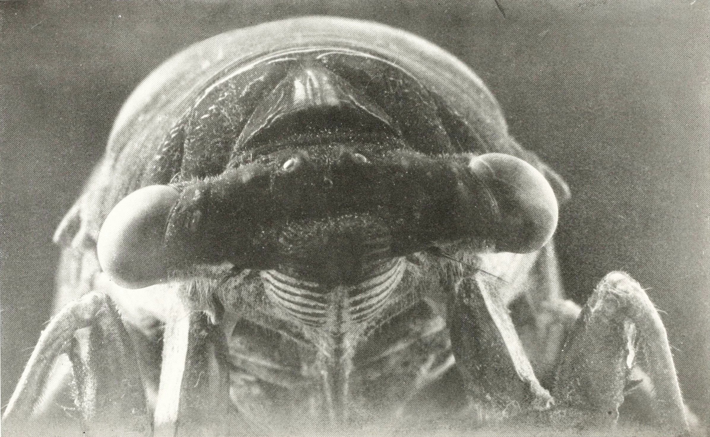 Close-up black and white photograph of an insect's head, showing large eyes, antennae, and legs.