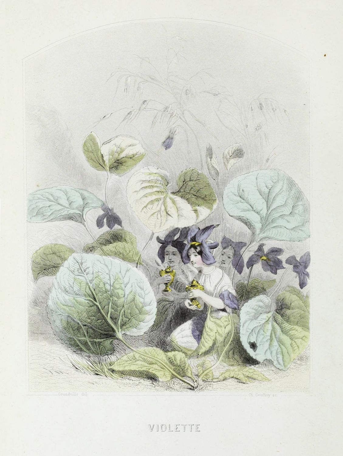 Vintage engraving of two fairy-like figures amidst violet plants, holding a cup and saucer.