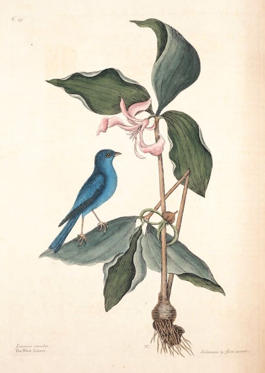 Vintage botanical illustration of a blue bird perched near a Solomon's Seal plant with pink flowers.