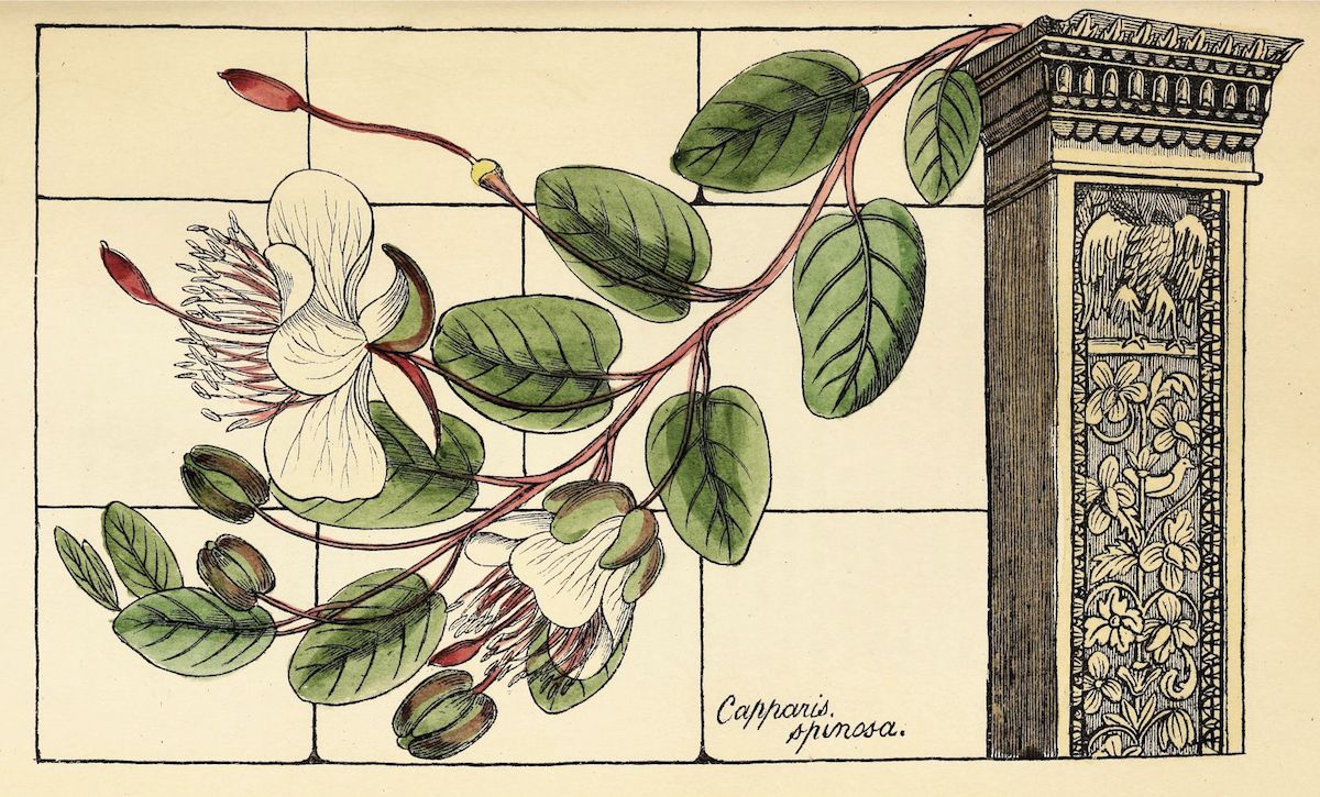 Vintage botanical illustration of a Capparis spinosa plant with white flowers and green leaves, sprawling across a tiled surface with a decorative column in the background.