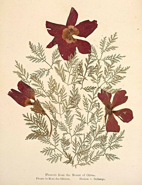 A vintage botanical illustration of a plant with deep reddish-brown flowers and delicate, feathery foliage, labeled 'Flowers from the Mount of Olives' in three languages.