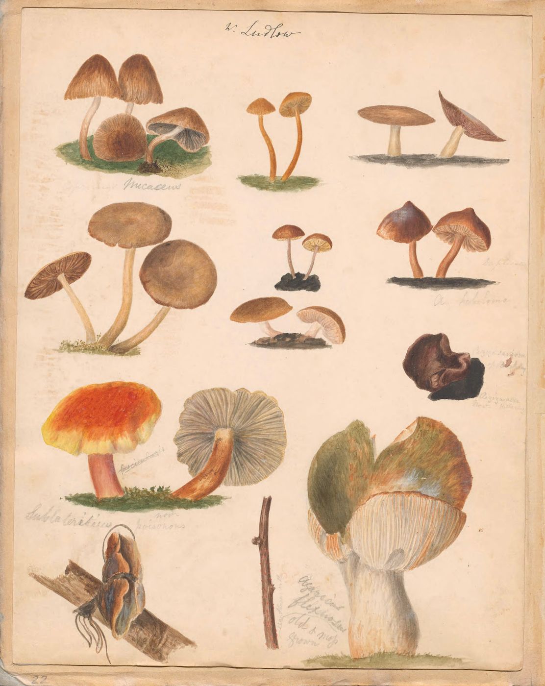 Vintage botanical illustration of various mushroom species in watercolor.