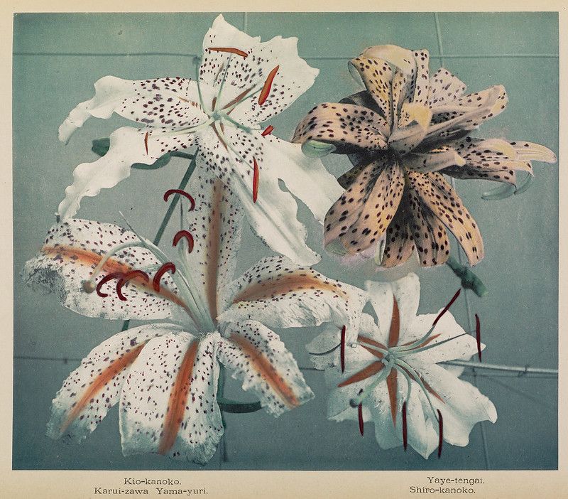 Vintage botanical illustration of spotted lilies with text labels.