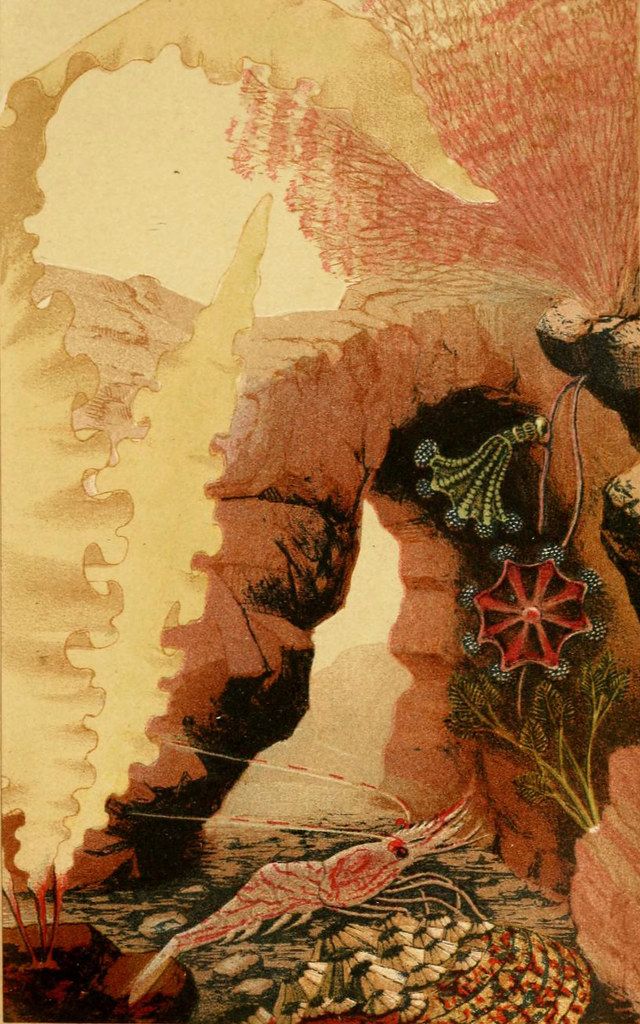 A vintage illustration of a face in profile, formed by floral patterns and organic shapes, with a warm, faded color palette.