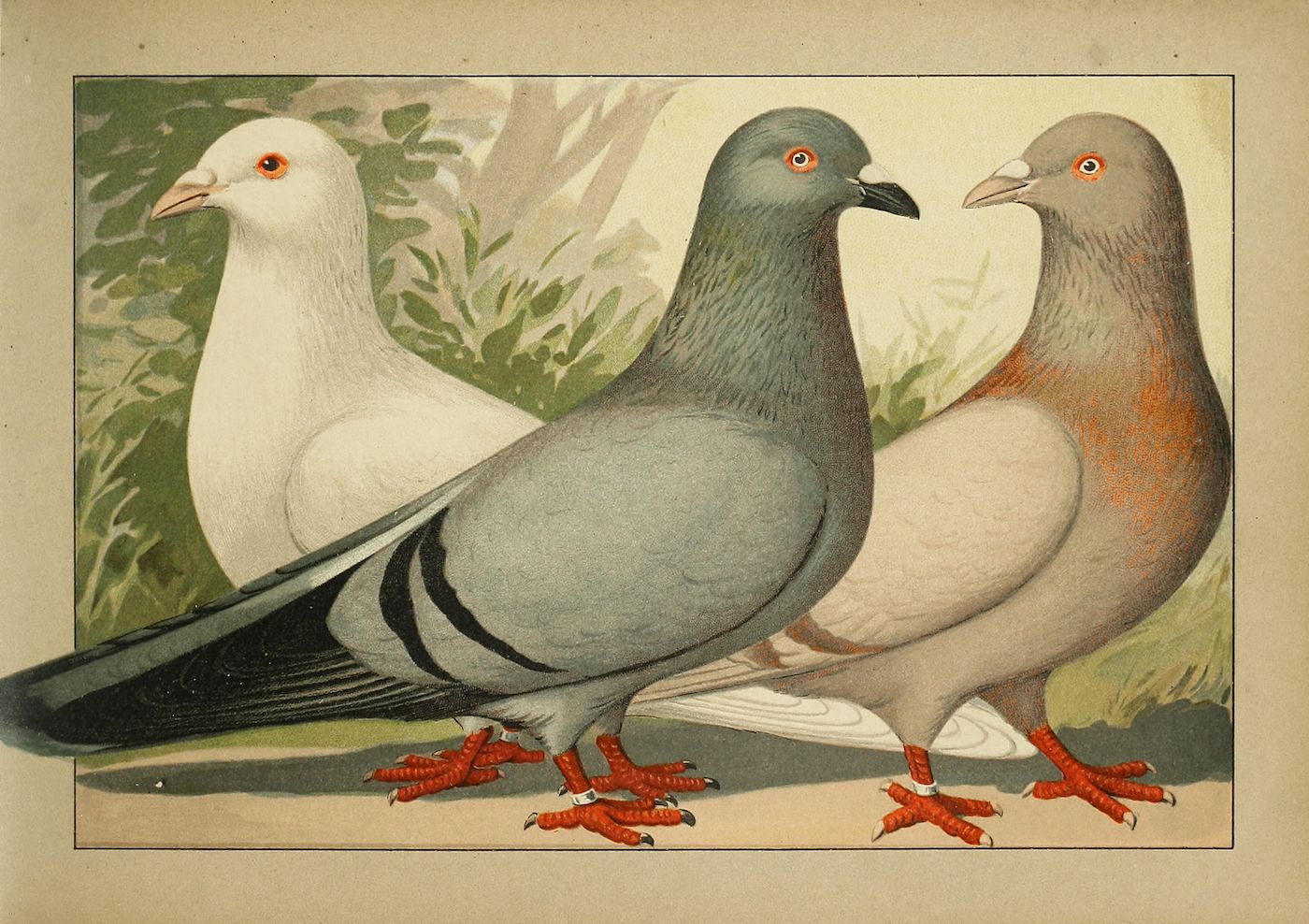Vintage illustration of three pigeons in different colors: white, gray, and brown, with orange-red legs and feet.