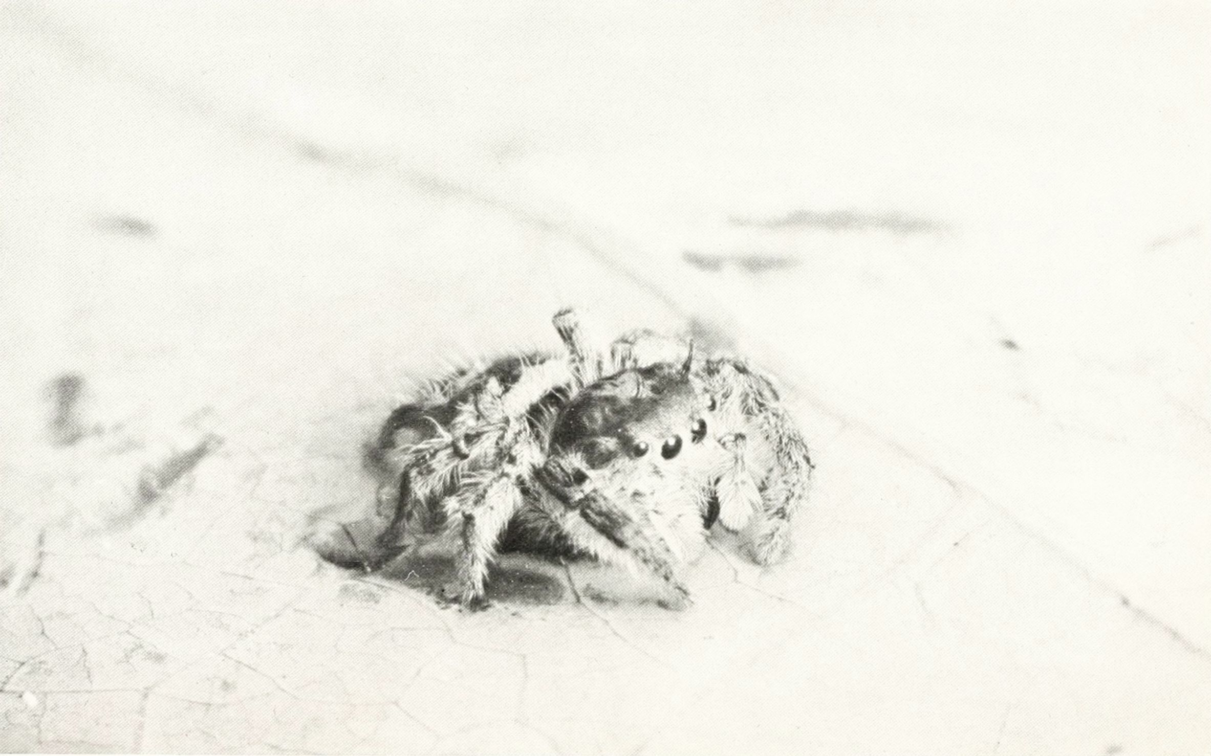 Close-up black and white photo of a fuzzy jumping spider on a textured floor.