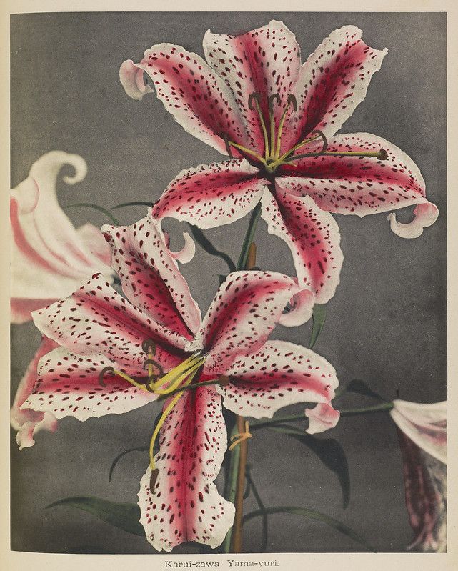Vintage botanical illustration of a Karui-zawa Yama-yuri lily with pink petals covered in dark reddish-purple spots.