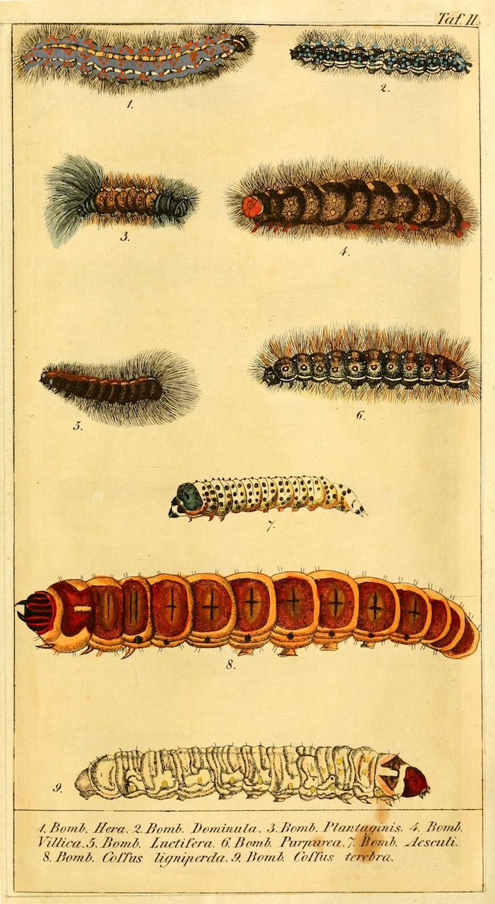 Vintage botanical illustration of nine different caterpillars, labeled with their species names.