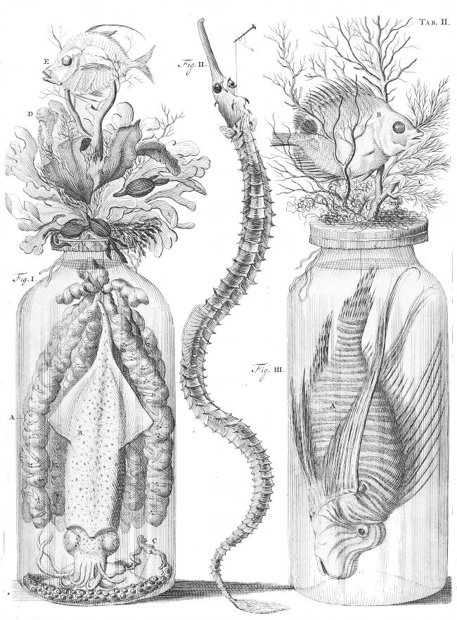 Vintage scientific illustration of three preserved specimens in jars.