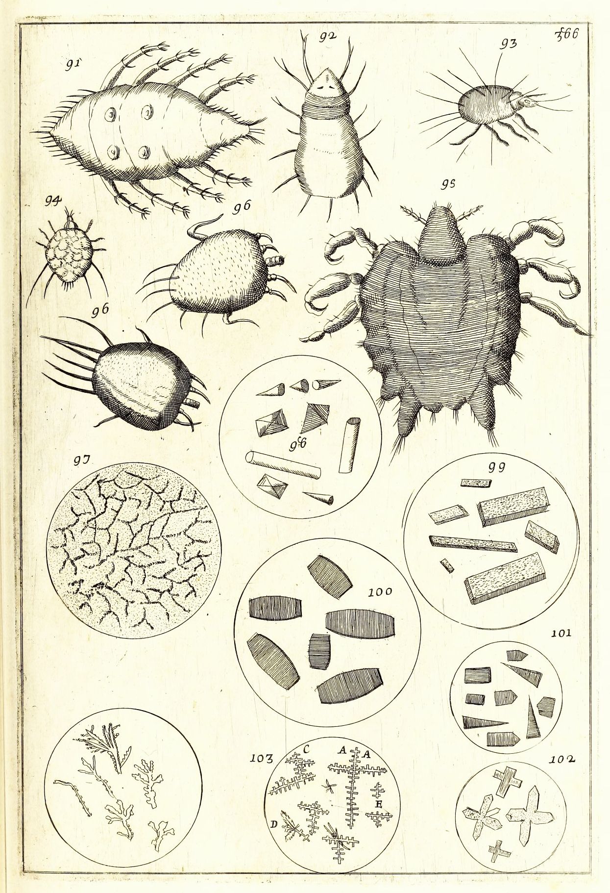 Vintage scientific illustration of mites and scabies, with detailed diagrams and labels.