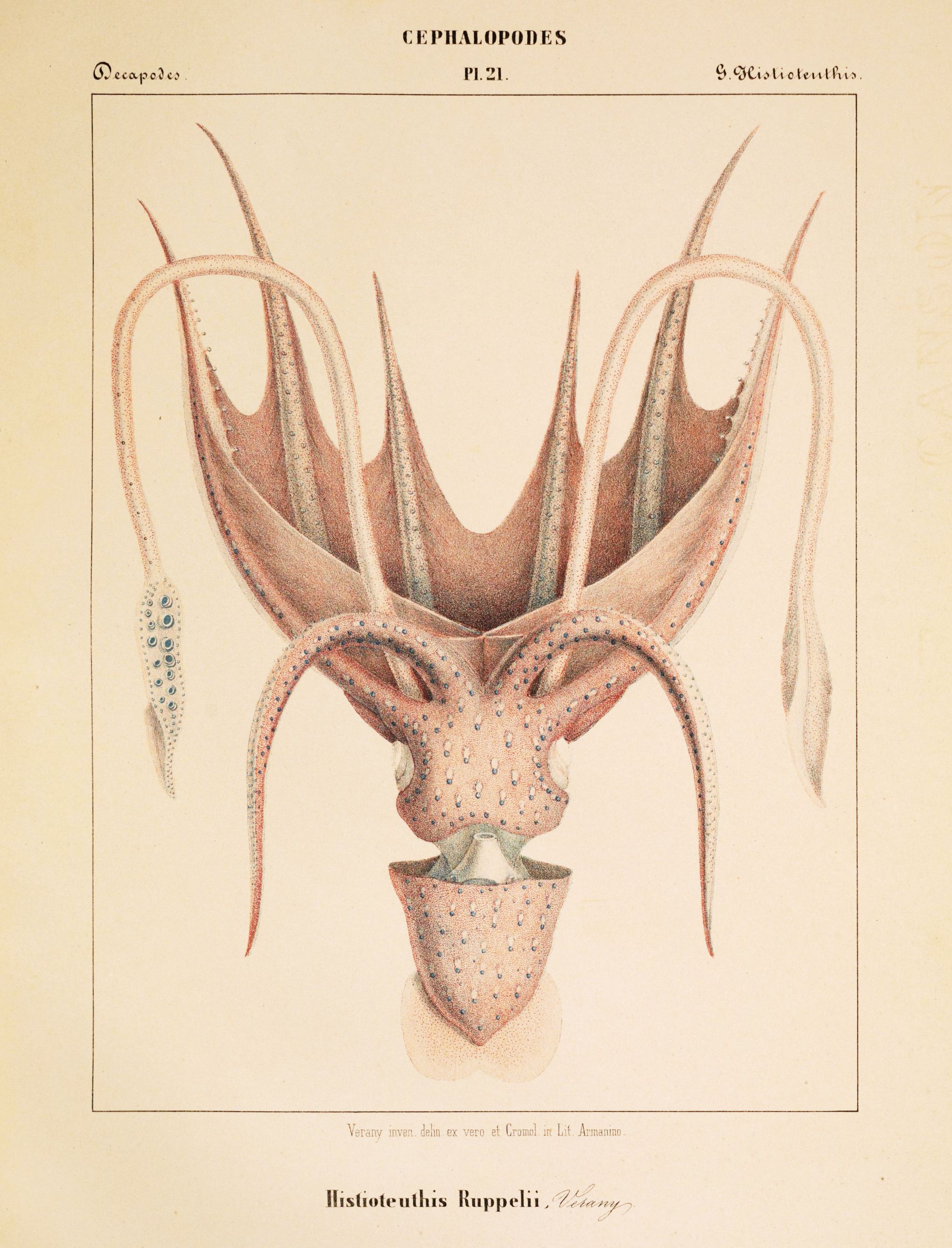 A vintage scientific illustration of a cephalopod, *Histioteuthis Ruppellii*, with long tentacles adorned with blue-green suckers, against a pale yellow background.