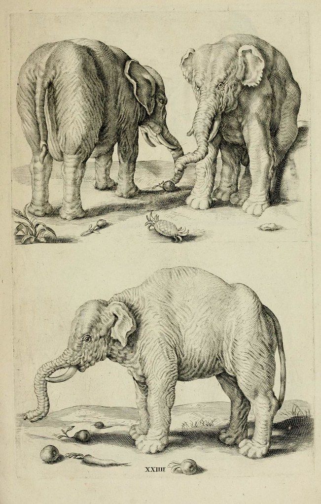 Vintage black and white engraving of three elephants, two adults touching trunks and a smaller calf, with crabs and fruit scattered around their feet. Roman numeral 'XXIIII' at the bottom center.