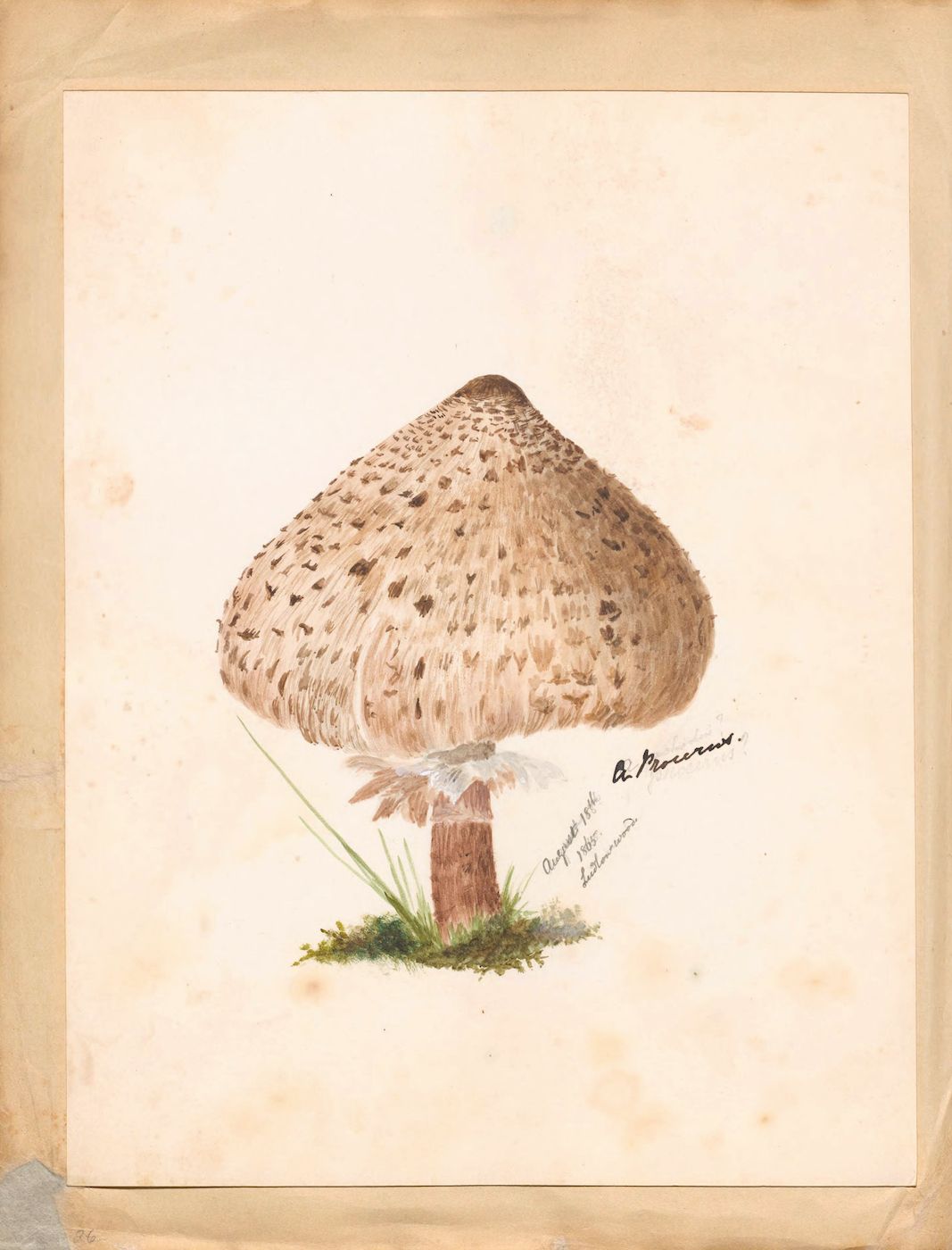 A vintage botanical illustration of a mushroom with a mottled brown cap and a creamy stem, surrounded by green grass and moss.