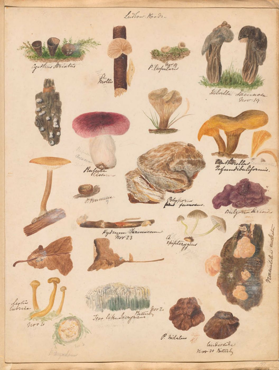 A vintage botanical illustration featuring a variety of mushrooms and fungi, rendered in watercolor and ink on a cream-colored paper.