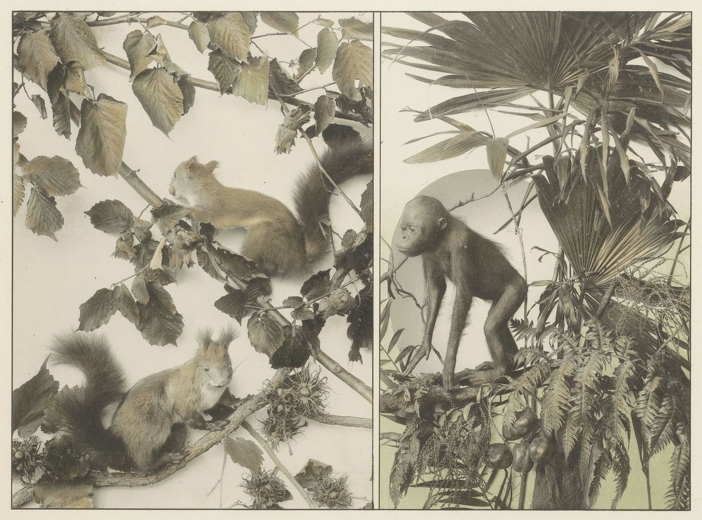 Vintage illustration of squirrels and a monkey in foliage.