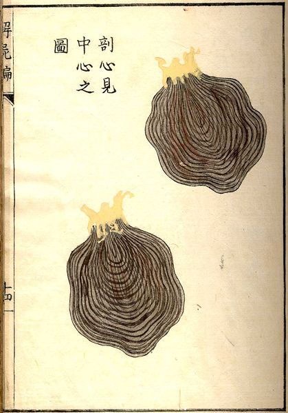 A page from a book with two black illustrations of fungal growths or stylized organs, surrounded by East Asian text.