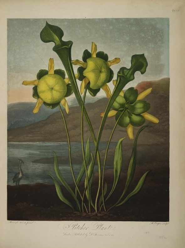 Vintage botanical illustration of a pitcher plant with delicate yellow flowers against a muted landscape.
