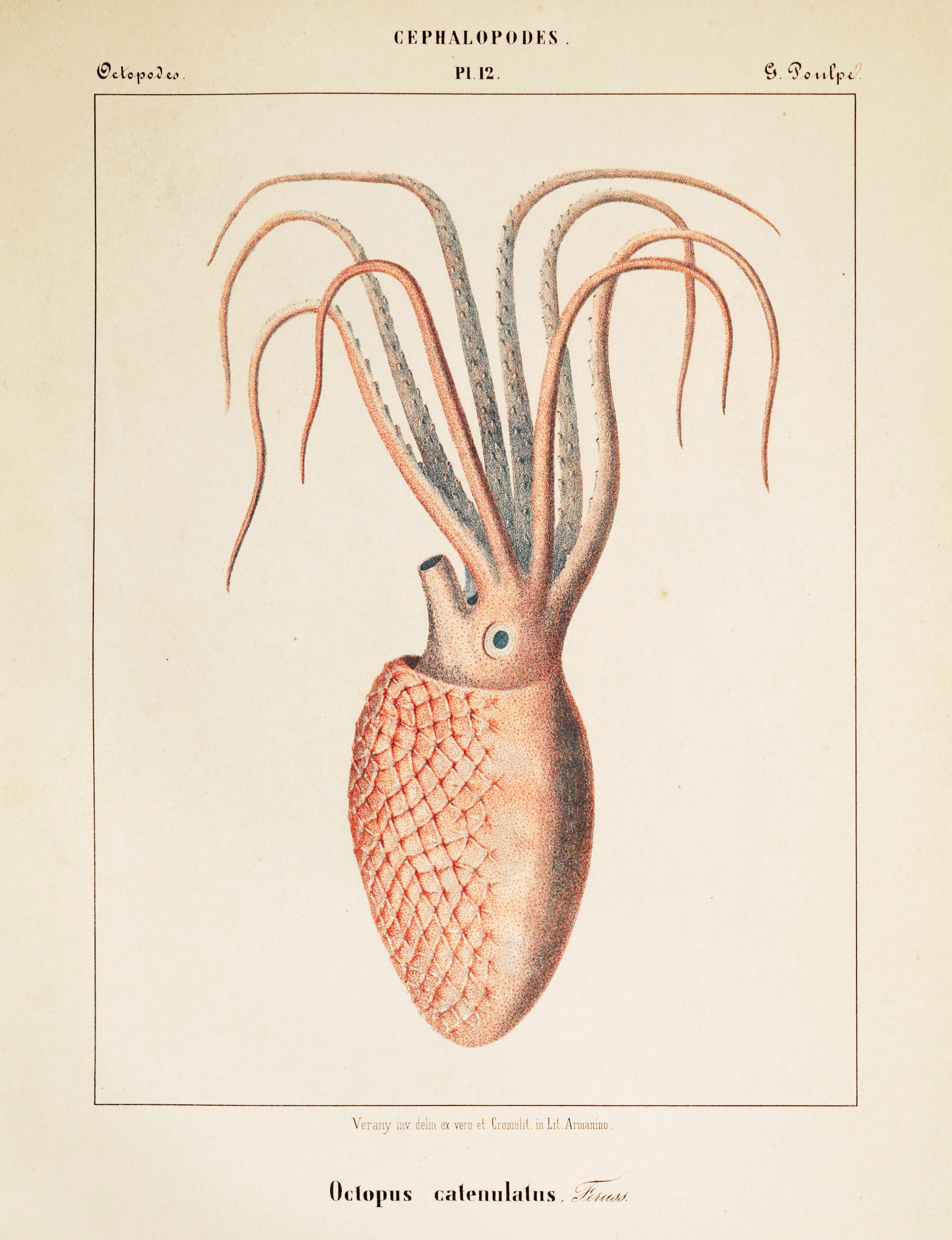 Vintage illustration of an octopus with a textured brown body and eight long, slender arms.