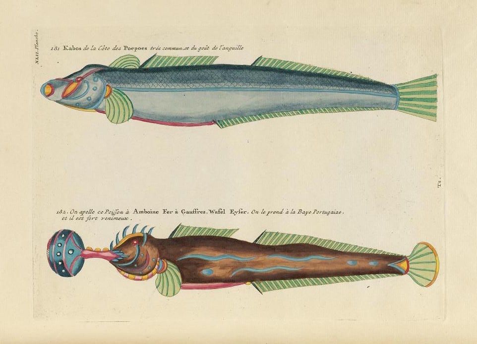 A vintage illustration of two unusual fish, likely from a scientific or natural history publication.