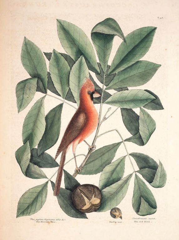 Vintage botanical illustration of a red bird perched on a fig tree branch with figs and green leaves.