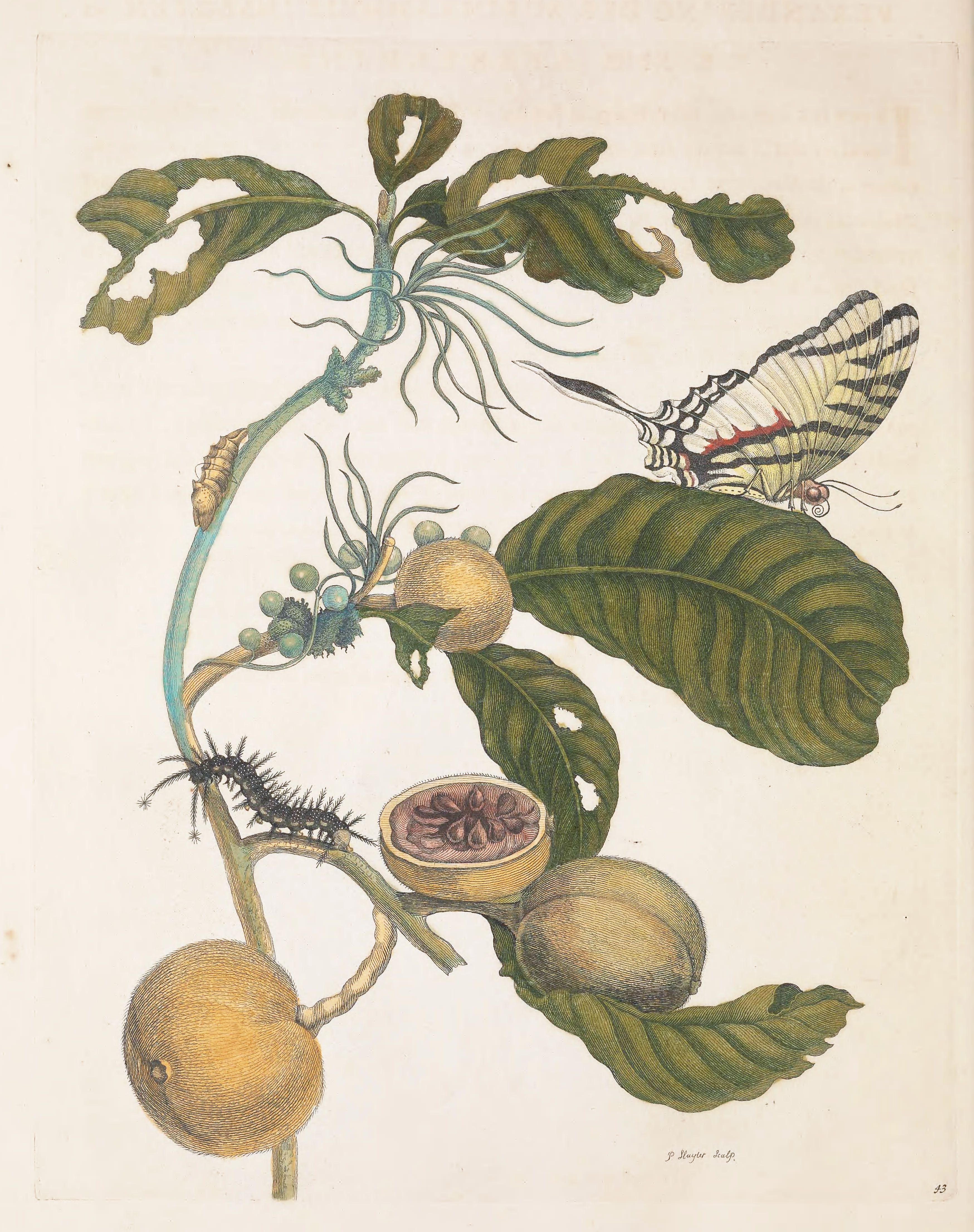 Botanical illustration of a plant with fruit, leaves, butterfly, and caterpillar.