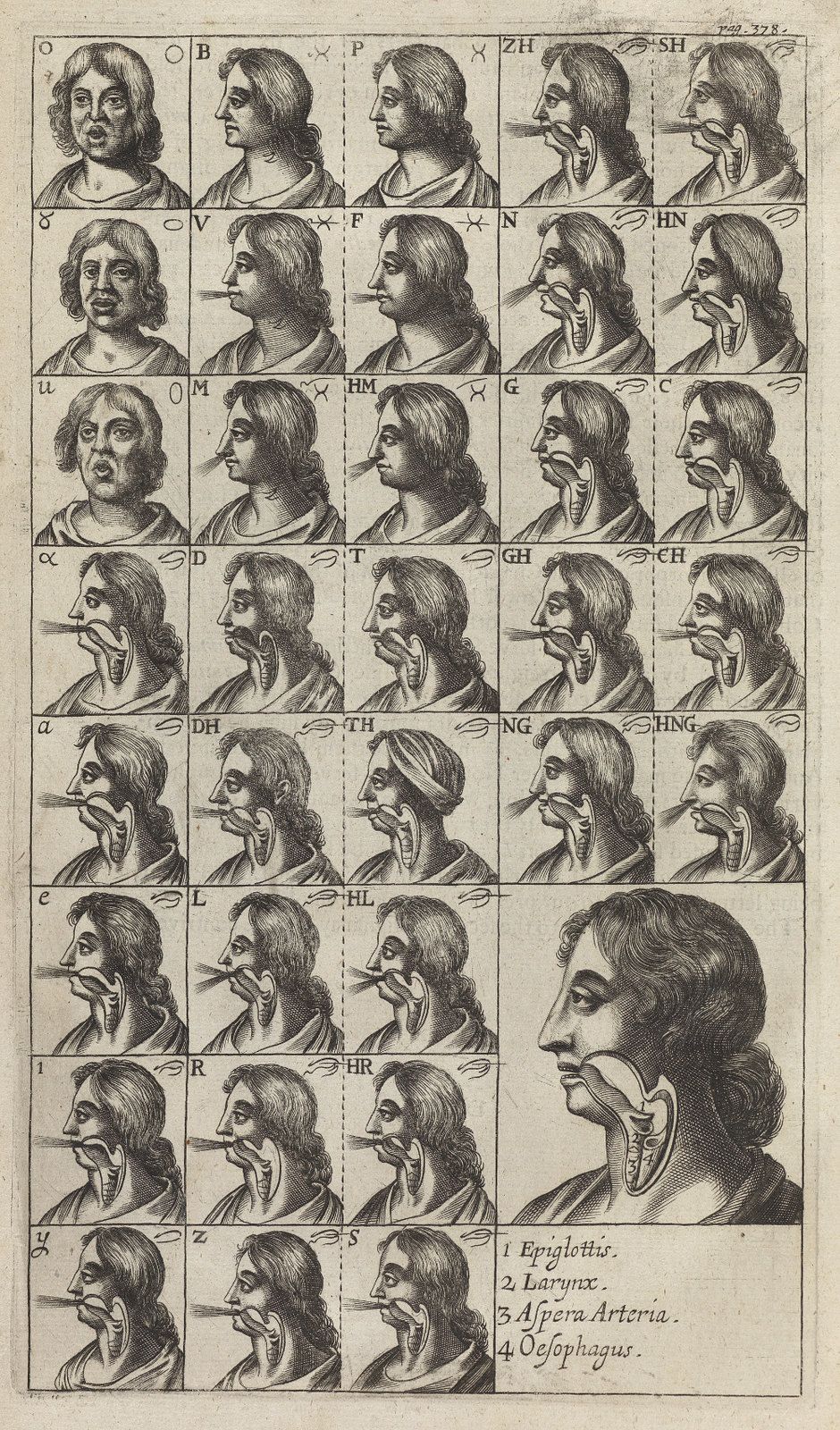 A grid of 28 head profiles, each labeled with a letter, showing the internal anatomy of the throat and mouth. In the bottom right corner, there's a numbered list identifying specific anatomical parts: Epiglottis, Larynx, Aorta Arteria, and Oesophagus.
