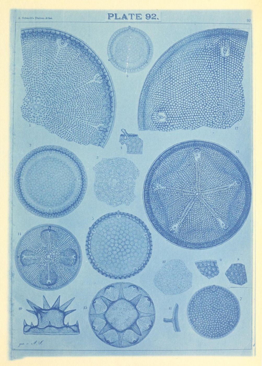 Plate 92 from a diatom or radiolarian atlas, featuring detailed cyanotype illustrations of various microscopic marine life forms, numbered from 1 to 16.