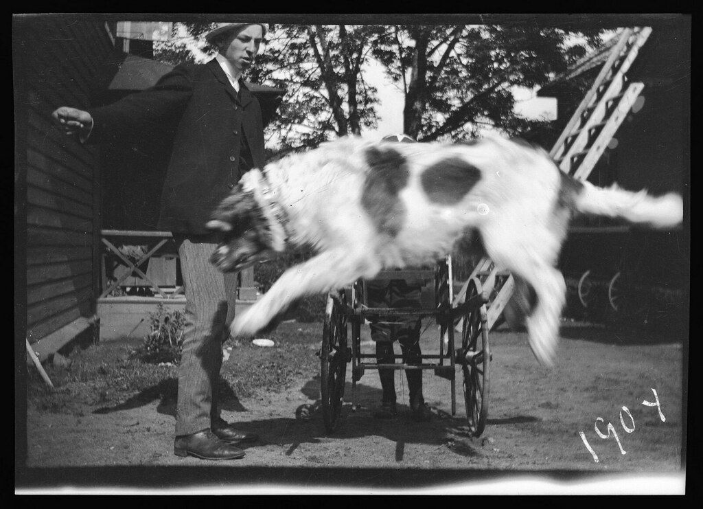A vintage black and white photograph from 1904 showing a dog leaping over a wagon, with a man standing nearby.