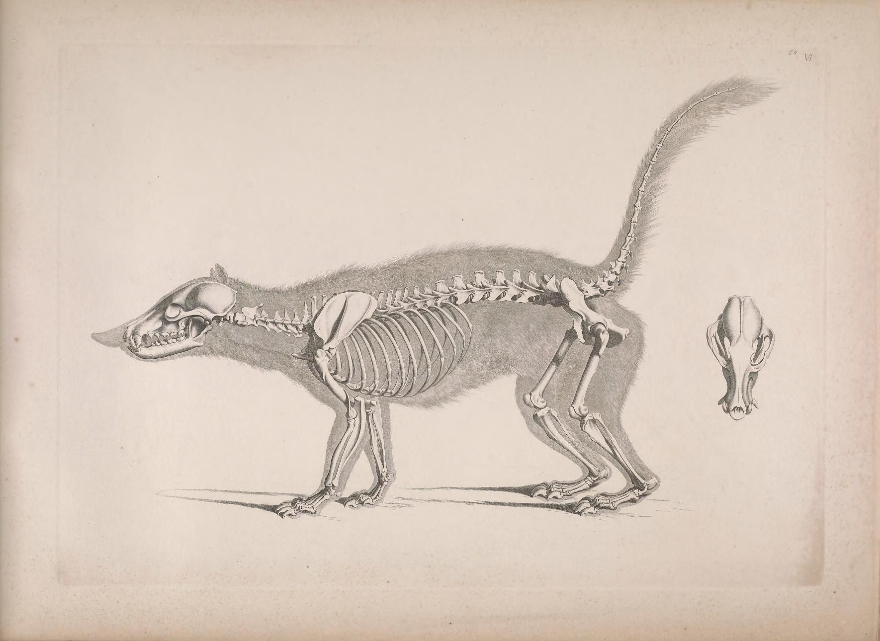 Vintage illustration of an animal skeleton in profile, with a separate illustration of the animal's feet.