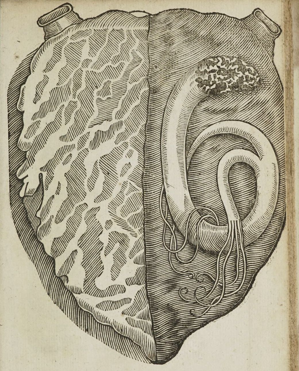 Vintage anatomical illustration of a cross-sectioned heart with detailed linework and textured muscle tissue.