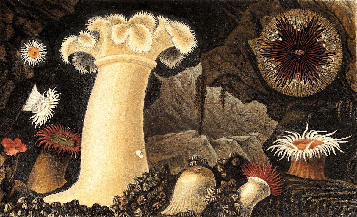 Vintage illustration of sea anemones in a rocky seabed environment.